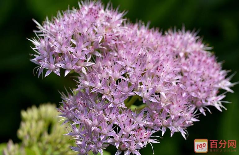 八宝景天颜色艳丽,与 其他花卉放到一起,不仅争艳,还能起到衬托的作用