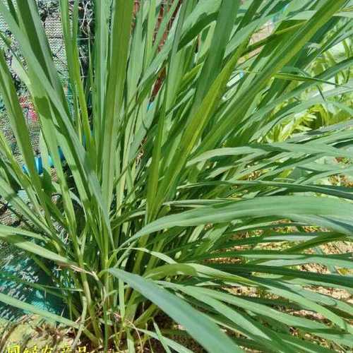 新鲜香茅草苗柠檬草种苗香茅草盆栽柠檬草盆栽泰国冬阴功香茅苗4棵