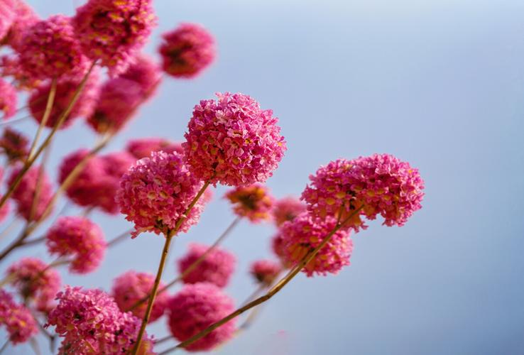 紫花风铃木 朵朵风铃花拥簇成紫花球,盛开绽放一片粉紫色花海.