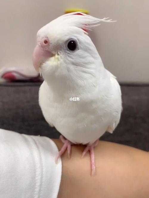 白子 还是个宝宝_玄凤_手养玄凤_宠物_宠物其他