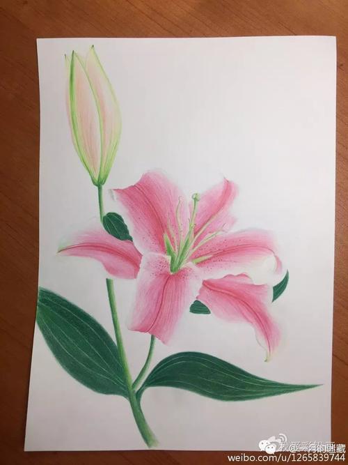 彩铅教程彩铅手绘百合花教程一起来画吧