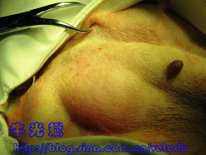 母犬腹股沟疝修补手术