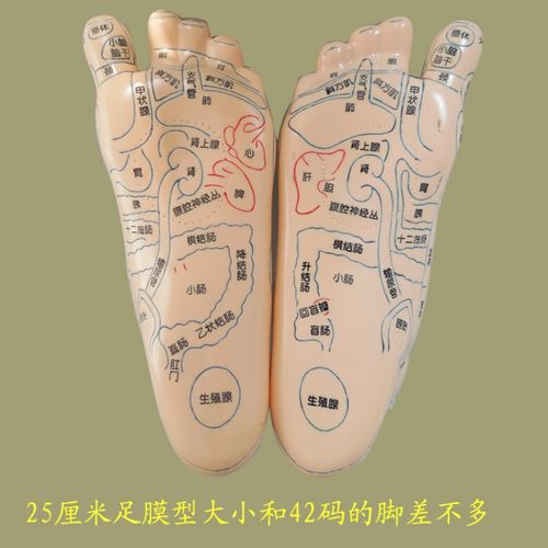 足部脚部脚底g穴拿足底经位按摩推络足脚反射区模型足底三角雀工