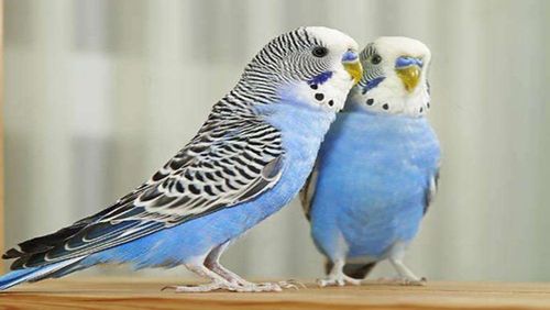 牡丹鹦鹉连续叫的是公的还是母的