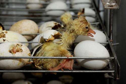 大白鹅的孵化成长过程