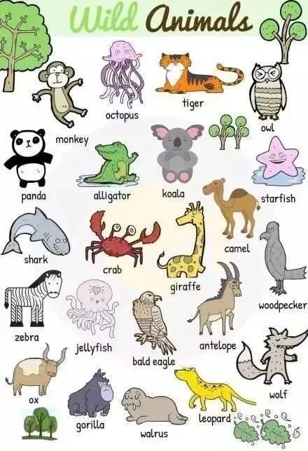 史上超全动物英文名称汇总及配图干货收藏