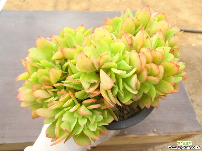 柠檬卷缀化14- 多肉植物