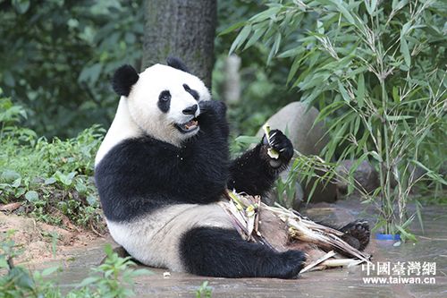 两岸记者深山探访碧峰峡大熊猫基地团团圆圆成焦点