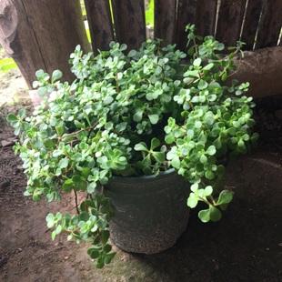 凹叶景天 盆栽种苗 石板菜 多肉药用植物易群生爆盆拼盆绿植地被