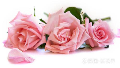 独立的淡粉色玫瑰花和花瓣,白色