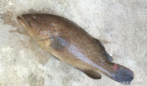 市面常见石斑鱼种类及价格大科普