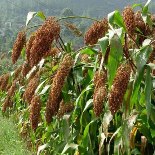 南充嘉陵龙蟠那边的红高粱地里藏着不少没有告人的秘密?