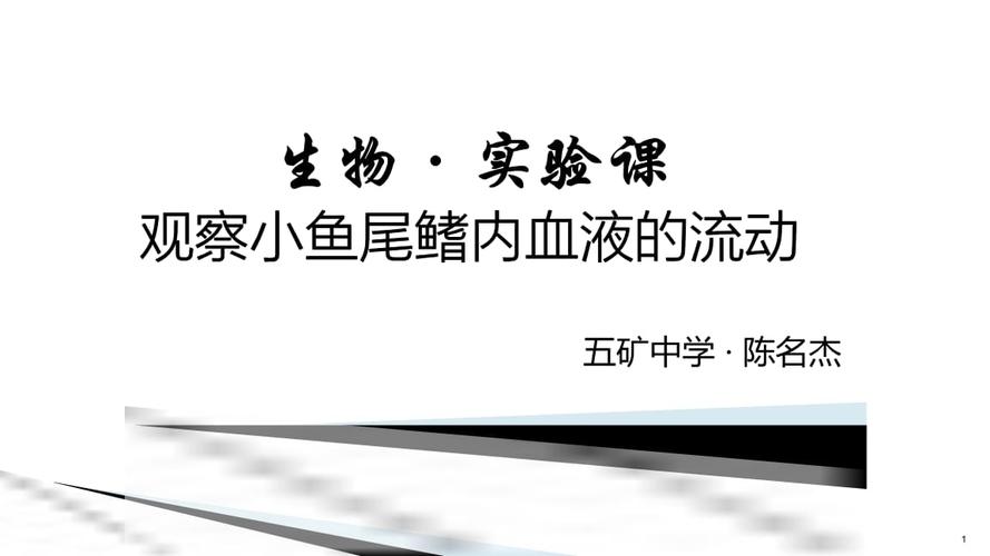 生物观察小鱼尾鳍血液流动实验课说课高中精选.pptx