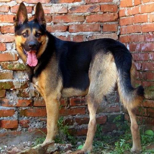 昆明犬有这么多优点,怪不得这么吃香,深受人们的喜爱!