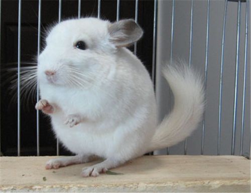 首页 老鼠    纯白龙猫的体色为纯白色,其习性及性格和龙猫一样.