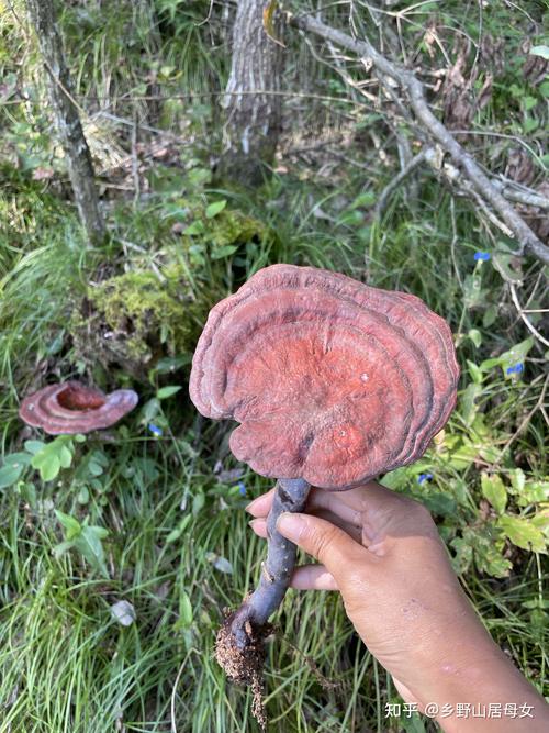 野生灵芝的功效和作用