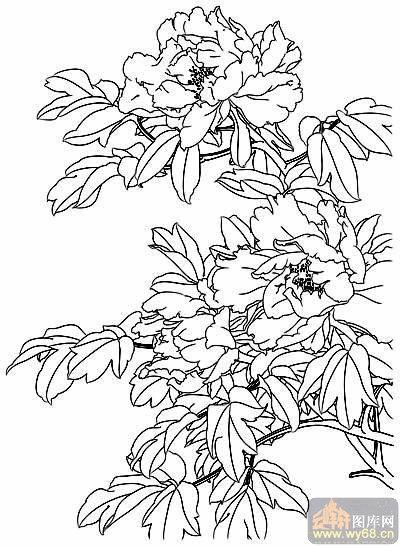 牡丹白描画稿-白描图-花团锦簇-15-牡丹雕刻图片
