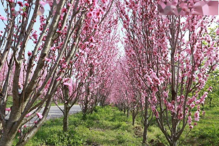 九龙湾花星球 龙柱碧桃进入最佳观花期