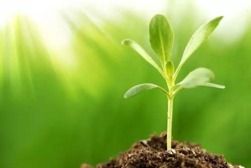 ppt 背景 壁纸 电脑桌面 发芽 绿色 绿色植物 嫩芽 嫩叶 新芽 植物