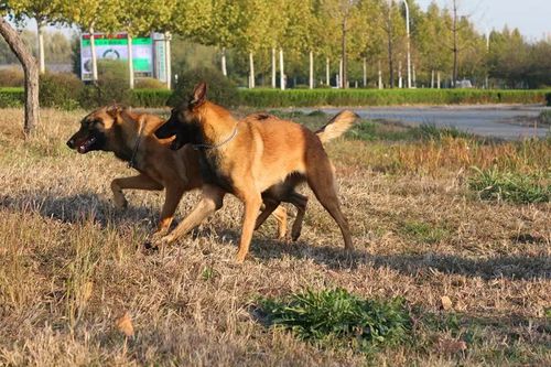 驻马店马犬血统马犬幼犬价格