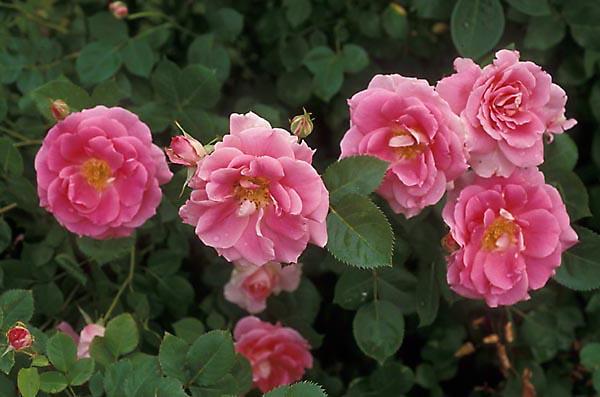  p>无忧无虑,蔷薇属月季栽培品种,株型中等高;花朵约26~30枚瓣,粉红色