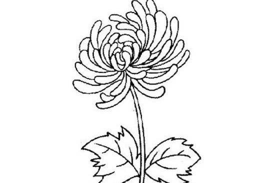幼儿重阳节菊花简笔画图片