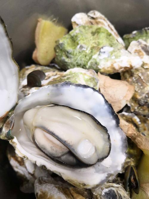 鲜活带壳生蚝,汫洲大蚝 海边生蚝小镇