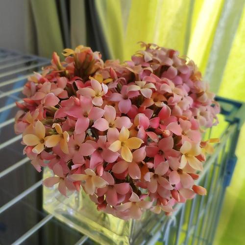 种了六种长寿,七彩糖条最早开花.