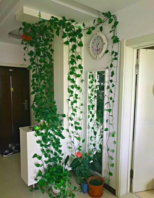 1瓢水1根绳,绿萝养成电视墙,亲朋好友谁见谁夸!