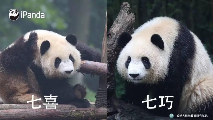 七喜","七巧"的饲养员那儿打听到它俩的一些近况在鄂尔多斯大熊猫馆