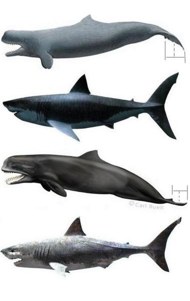 巨齿鲨秒懂百科简笔画 简笔画图片大全-蒲城教育文学网