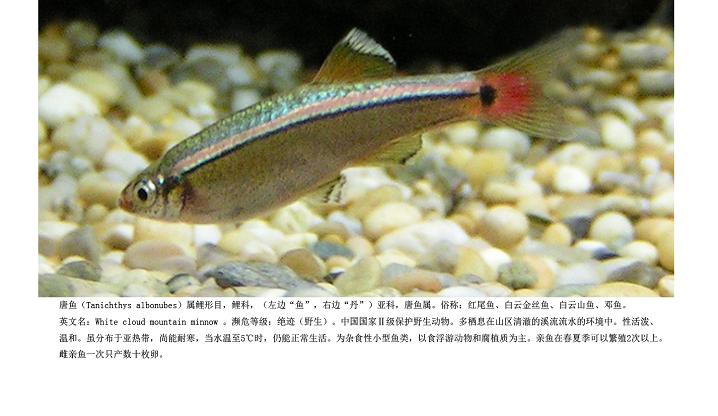 吃鱼被罚7000元!不能吃的保护鱼类,还有这些