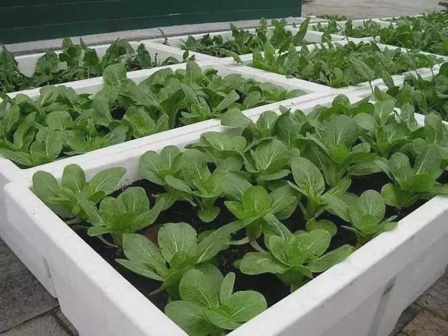 泡沫箱种菜,能吃 养眼 好养活!