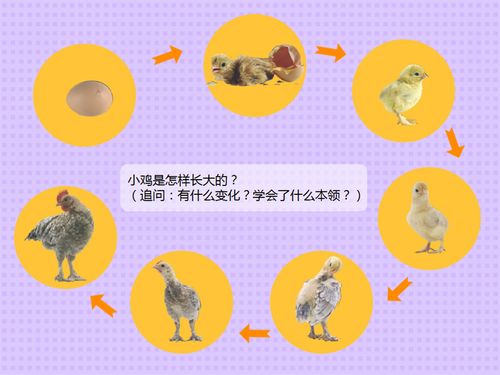 小鸡是怎样长大的,他在成长的过程中,有什么变化?学会了什么本领?