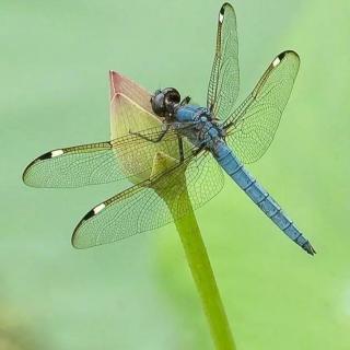 昆虫世界蜻蜓点水一种错误的假象