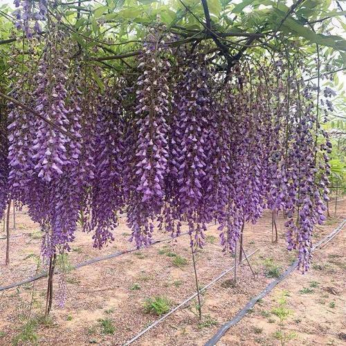 日本长穗紫藤萝花苗爬藤植物藤蔓紫藤花树苗盆栽老桩四季开花庭院