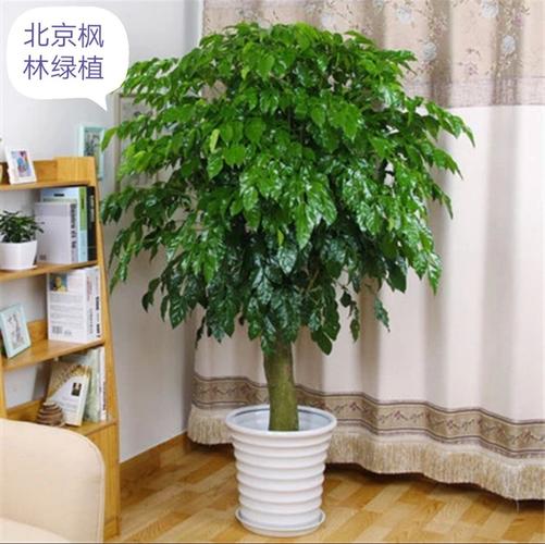 绿宝树幸福树盆栽大型客厅花卉办公室室内绿植物送北京同城植物