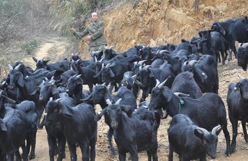 农村养羊赚钱吗农村养羊成本和利润有多少