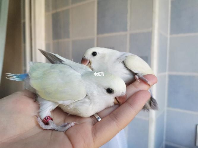 牡丹鹦鹉宝宝成长记录_牡丹_牡丹鹦鹉_宠物_宠物其他
