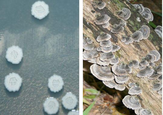 图3:左图为进行分解作用的细菌;右图为进行分解作用的真菌2对分解者