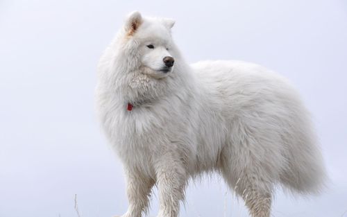 白色"战狼"-高清萨摩耶犬(samoyed)狗犬壁纸下载