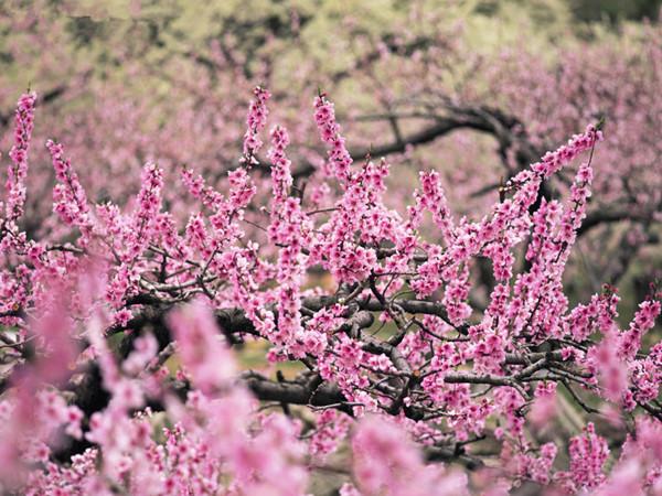 2018年上海南汇桃花节时间_票价_赏花游玩线路推荐