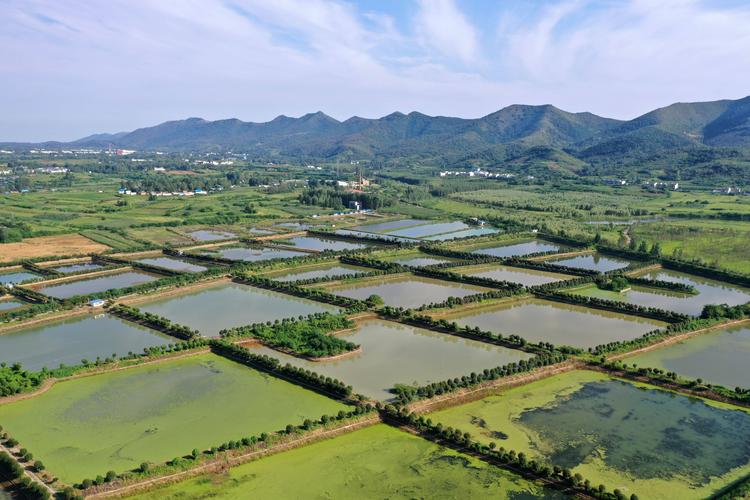 河南省南阳市淅川县马蹬镇大闸蟹养殖基地(8月25日摄,无人机照片).