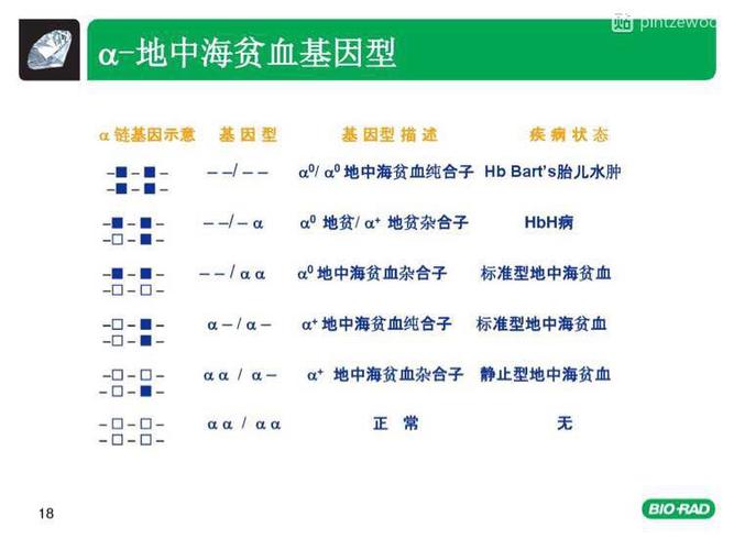 a地中海贫血分型详解