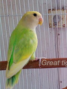 面类牡丹复合基因-牡丹鹦鹉爱好者之家