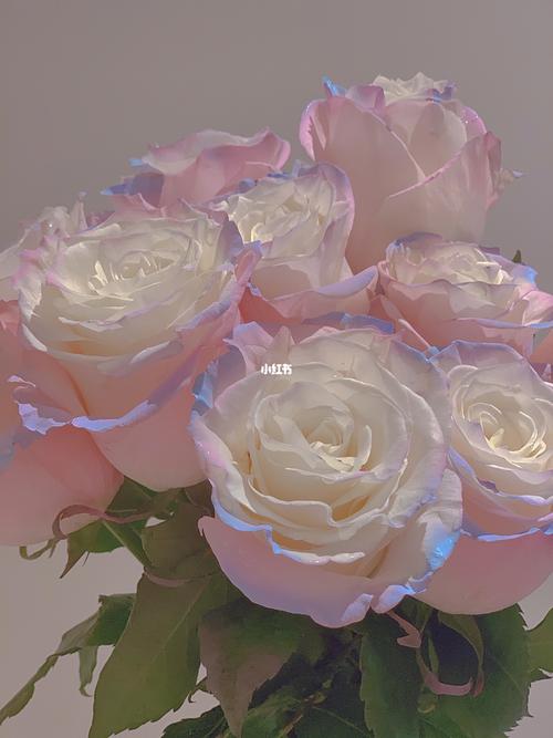 厄瓜多尔玫瑰95——aurora欧若拉_厄瓜多尔_夏天去哪玩_厄瓜多尔
