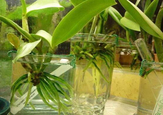 蝴蝶兰能水培吗,能/蝴蝶兰水培生根只需五个步骤