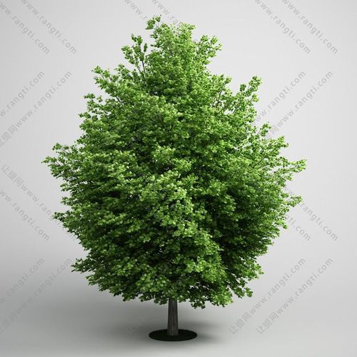 低矮景观树乔木绿植3d模型下载