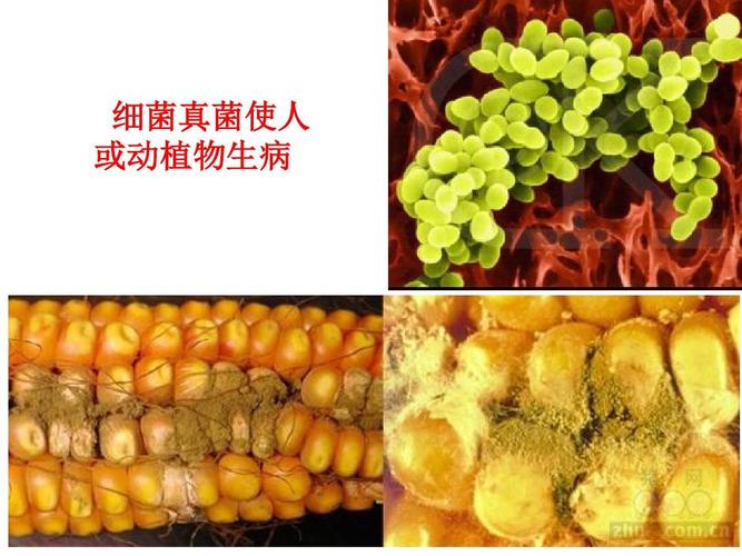 细菌真菌使人 或动植物生病