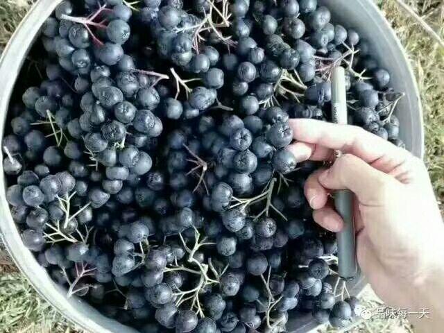 黑果腺肋花楸(aronia melanocarpa)你永远年轻的秘密